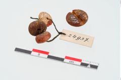 Foto von Perlenkette (NHMW-PRAE-024937)